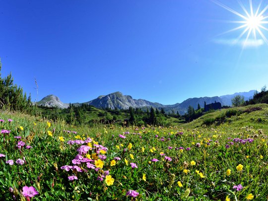 Our tips: the best trips in Styria Mountain meadow with wildflowers under bright sun and clear blue sky