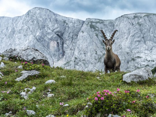 Our tips: the best trips in Styria Alpine ibex standing on flower meadow with rocky mountains in background